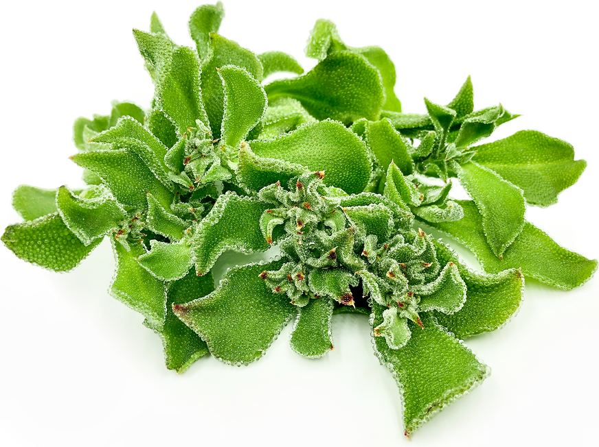 Crystalline Ice Plant Information And Facts