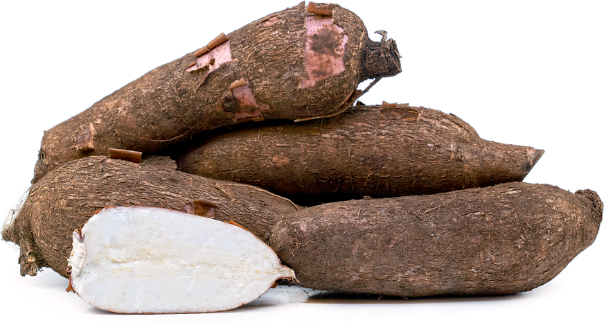 Tapioca Root Information and Facts