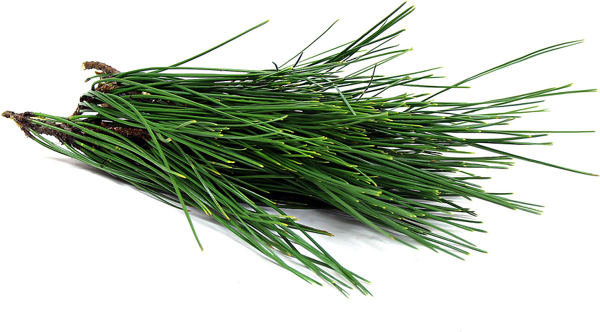 pine-needles-information-recipes-and-facts