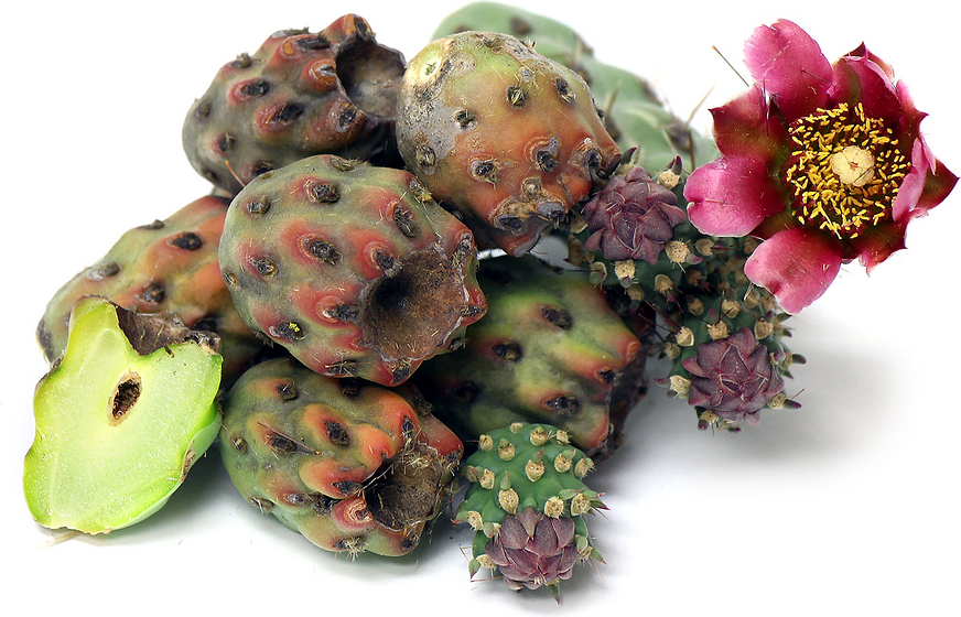 Cholla Cactus Buds picture