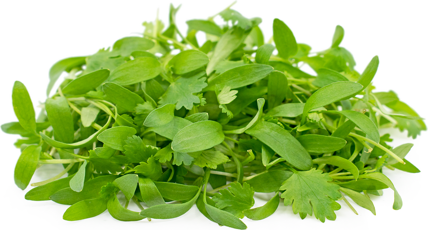 Micro Cilantro Information and Facts