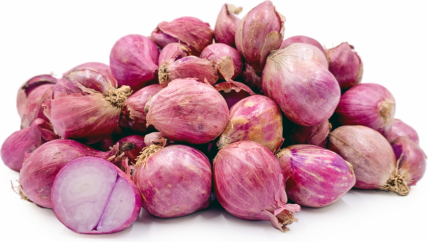 Shallot Shoots Information and Facts