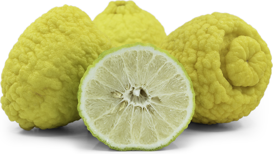 Ponderosa Lemons - Fruit That Starts With P