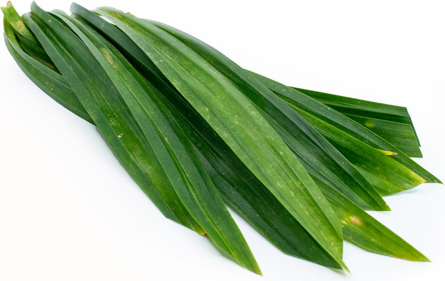 Rampe leaves Rampe (Pandanus amaryllifolius) mainly used for flavour