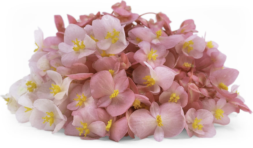 Apple Blossom Begonia Flowers picture