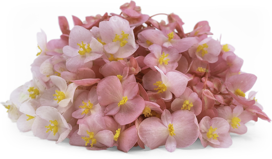 Apple Blossom Begonia Flowers Information and Facts