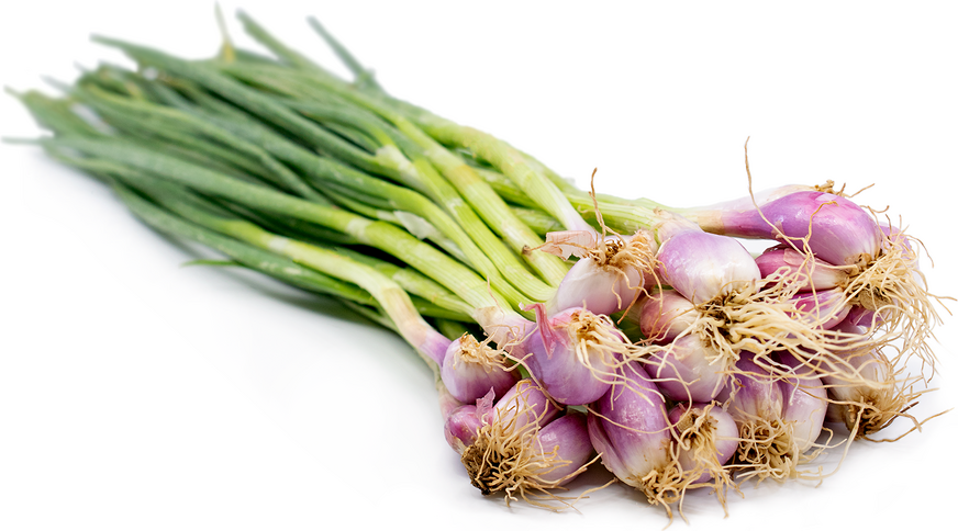 Indian Shallot Information and Facts