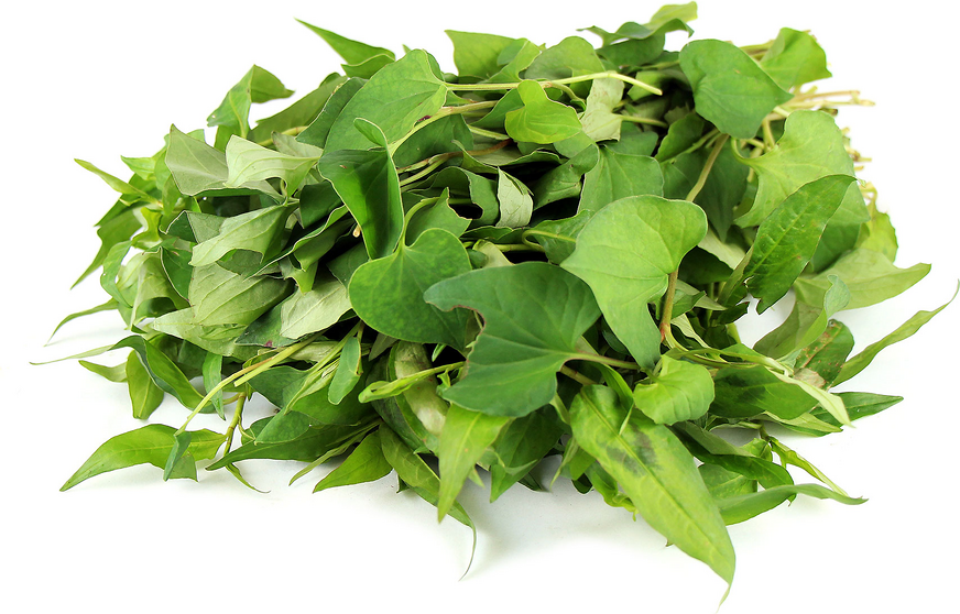 Vietnamese Coriander Information and Facts