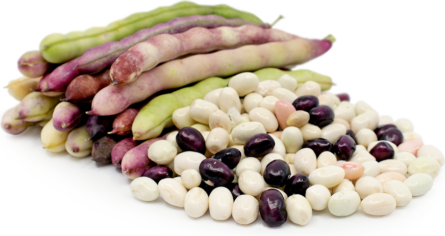 Oaxacan Shelling Beans Information and Facts