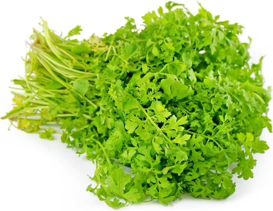 Cress, Curled Peppercress or Garden Cress (Lepidium sativum