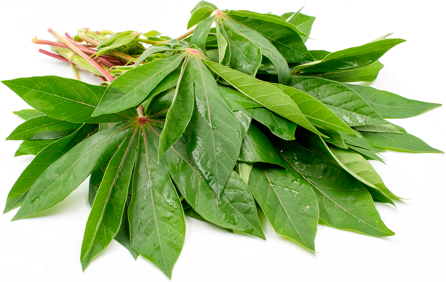 tapioca plant leaves