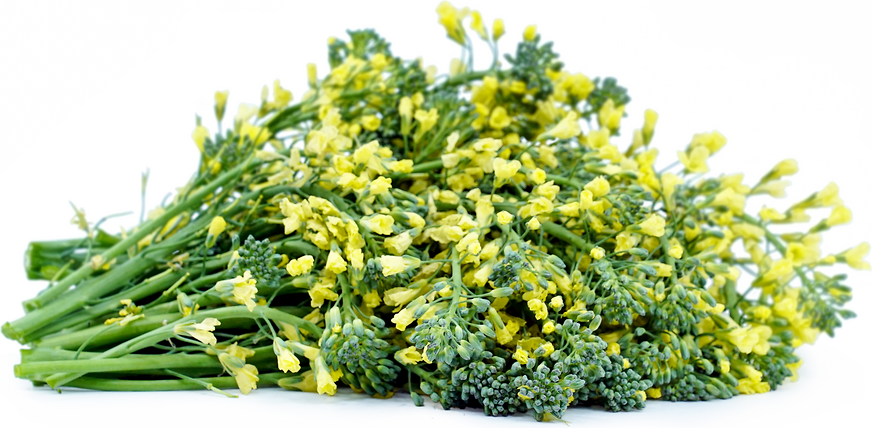 Rapini Flowers and Facts