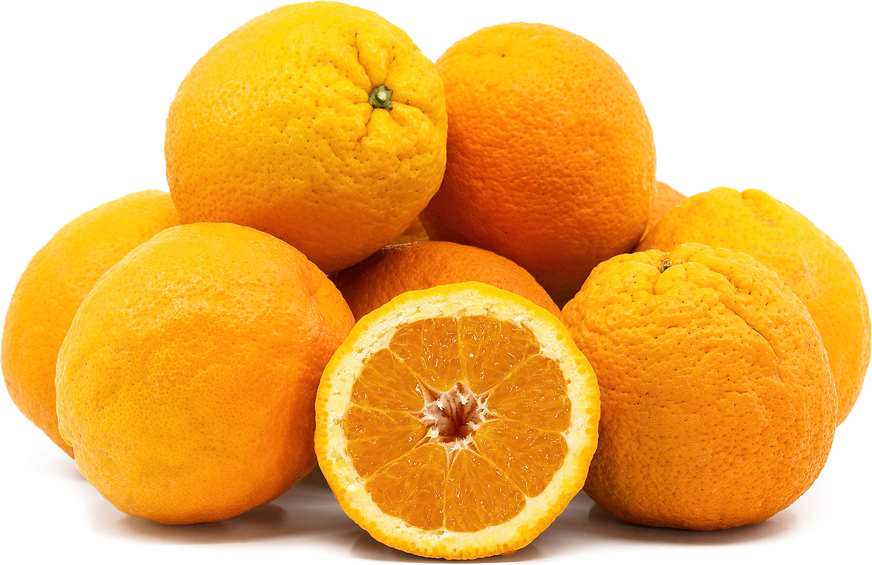 Valencia Oranges Information And Facts