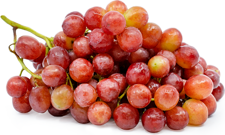 Autumn King Grapes Information and Facts