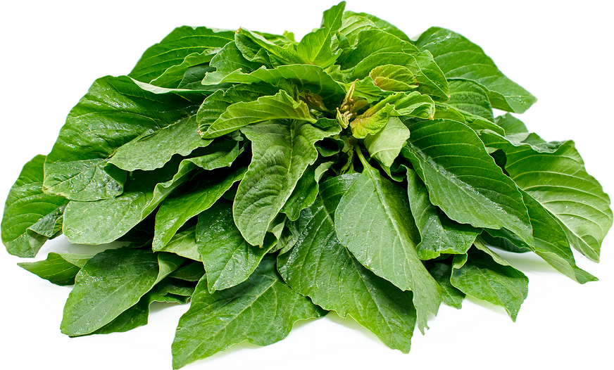 Green Amaranth Information and Facts