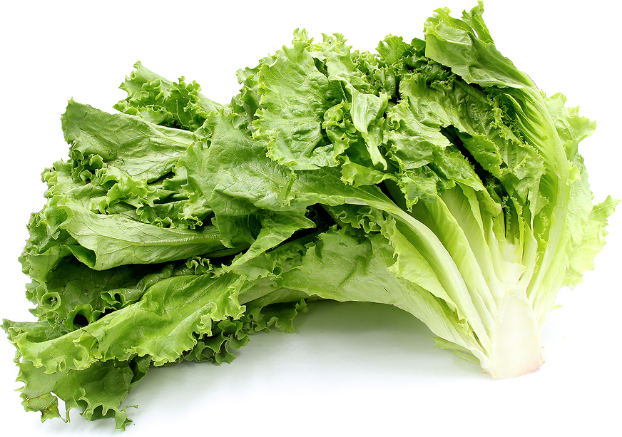 Green Leaf Lettuce Information and Facts