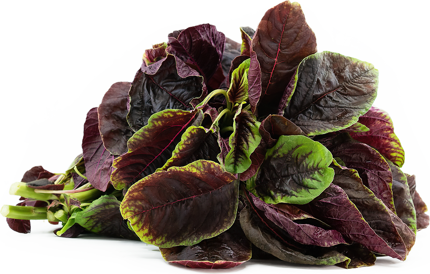 Amaranth Greens Information and Facts