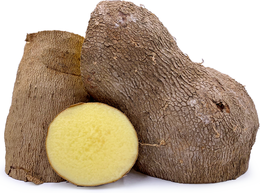 Yellow Name Root Information and Facts