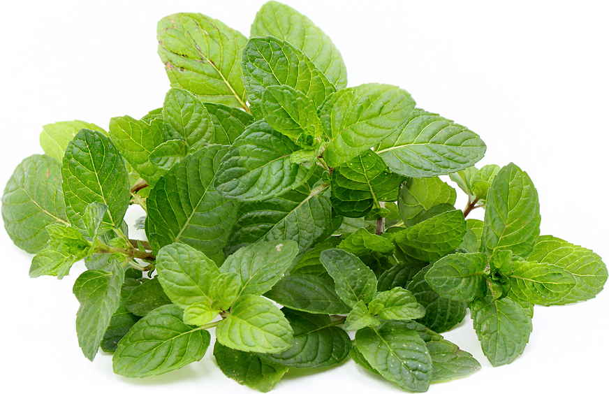 Mint Information and Facts