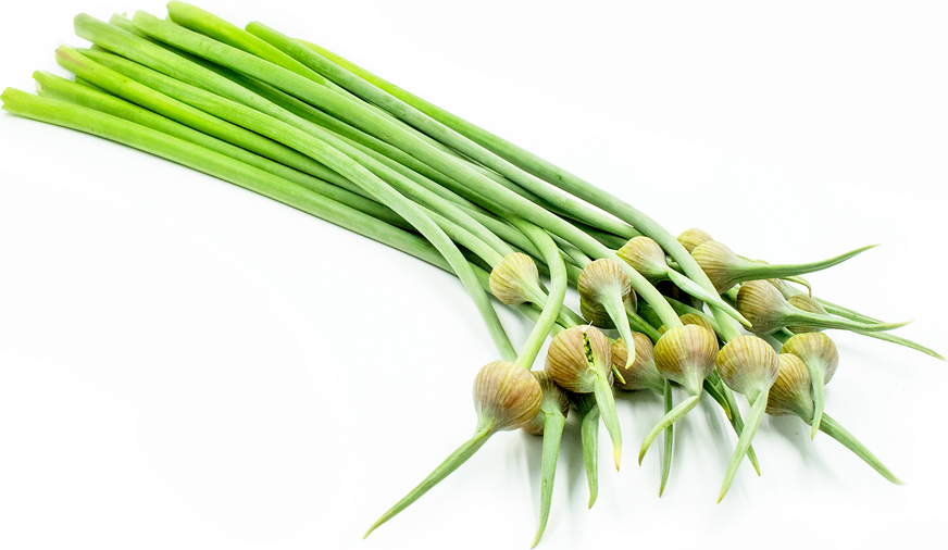 Elephant Garlic Scapes Information, Recipes and Facts