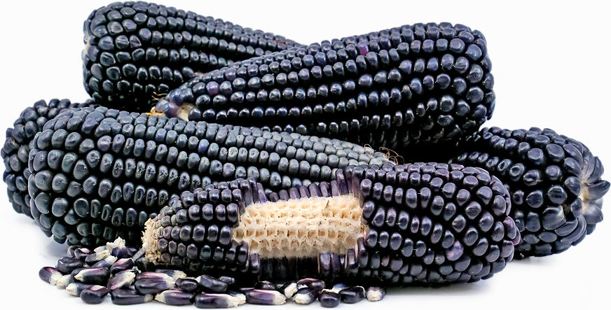 Black Corn Information and Facts