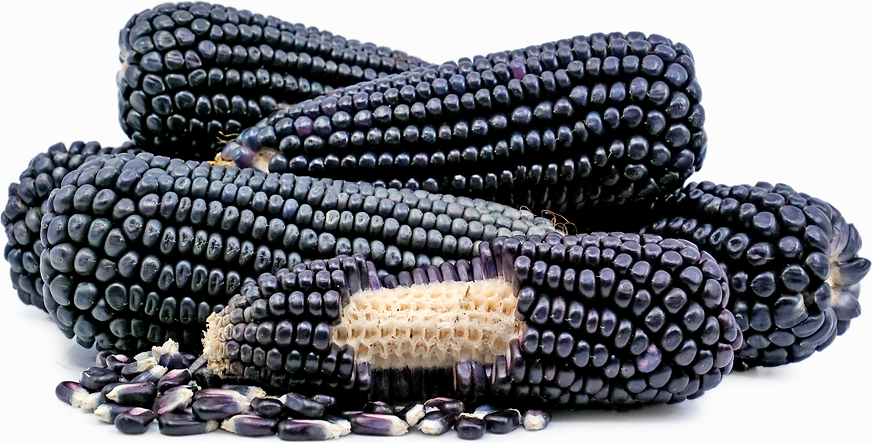 Colourful Sweet Corn Maize 'Rainbow Inka' (Zea mays) Organic