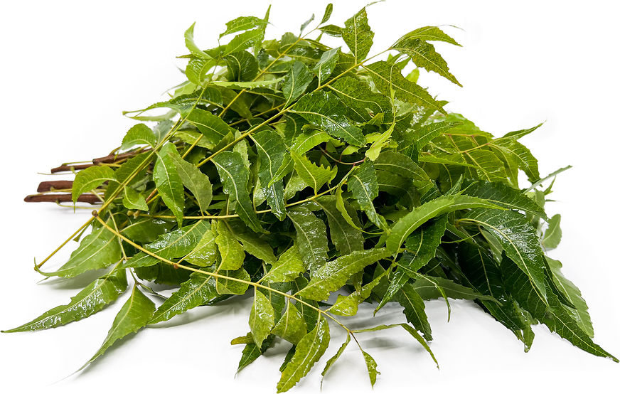 Neem Leaves Information and Facts