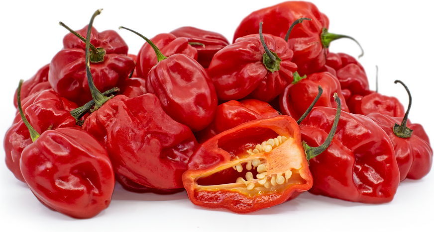Aji Chombo Chile Peppers Information