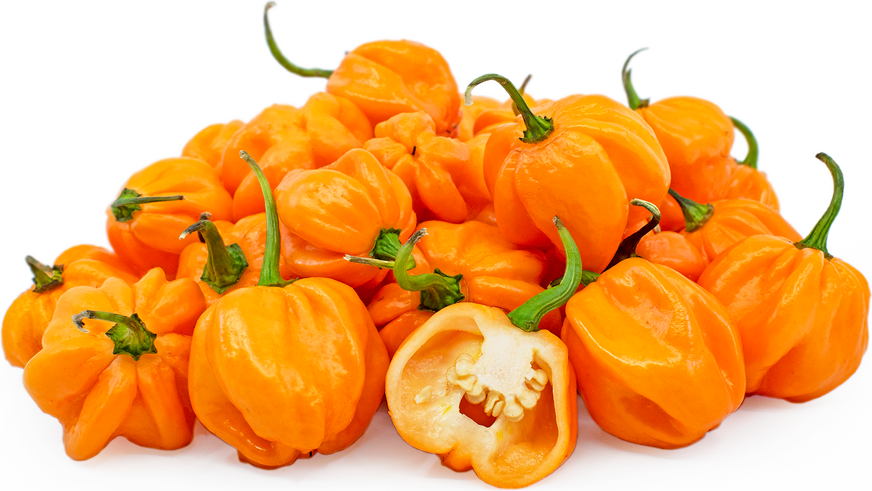 Orange Freeport Scotch Bonnet Chile Peppers Information and Facts