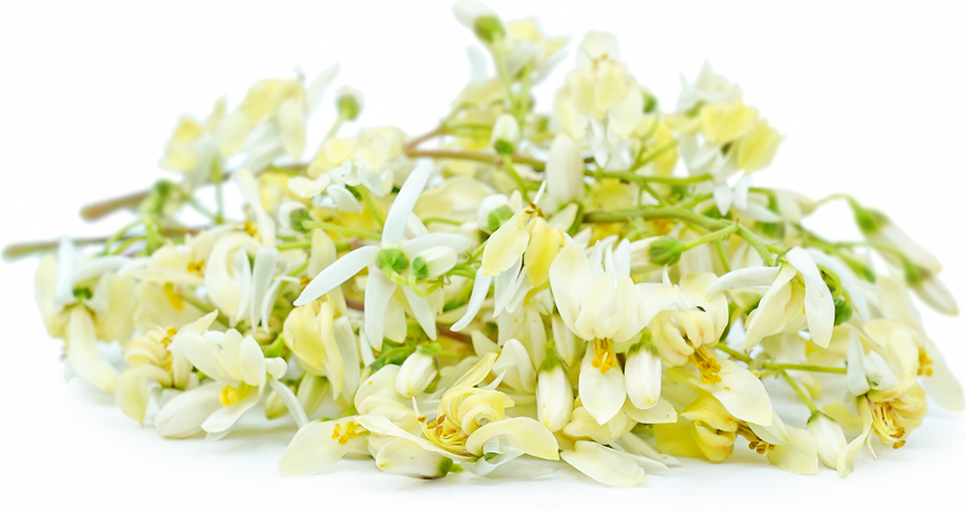 Moringa Flowers Information And Facts