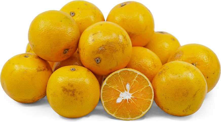 Texas Sweet Oranges Information and Facts