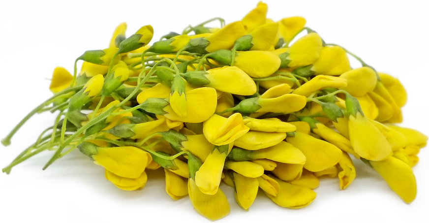 Yellow Sesbania Flowers Information And