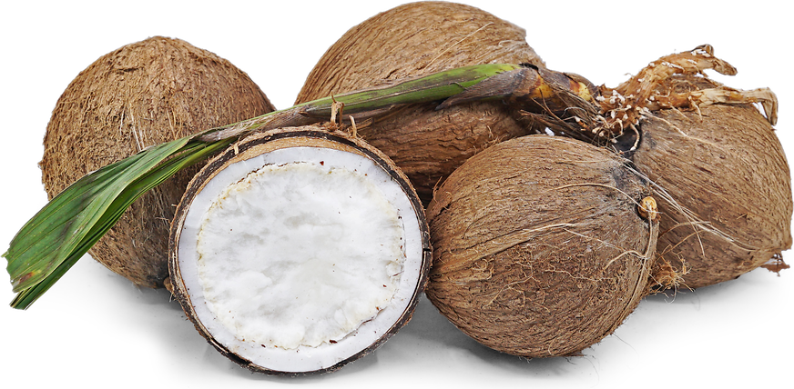 Sprouted Coconut Information and Facts