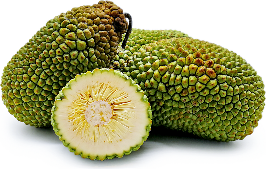 jackfruit vs durian