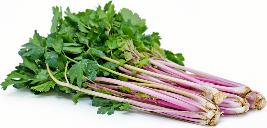 Pink Celery Information and Facts