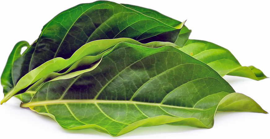 Noni on sale leaves benefits