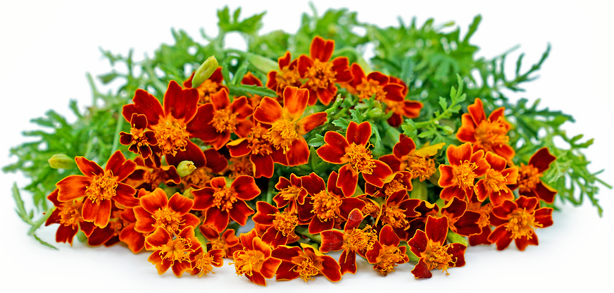 Red Gem Marigold Flowers picture