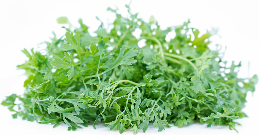 Curled Peppergrass garden cress