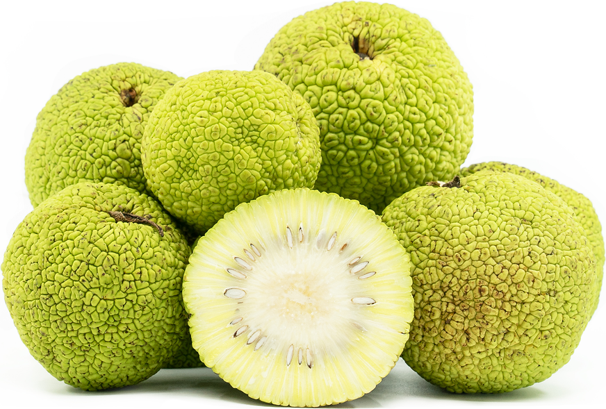 Osage Oranges Information and Facts