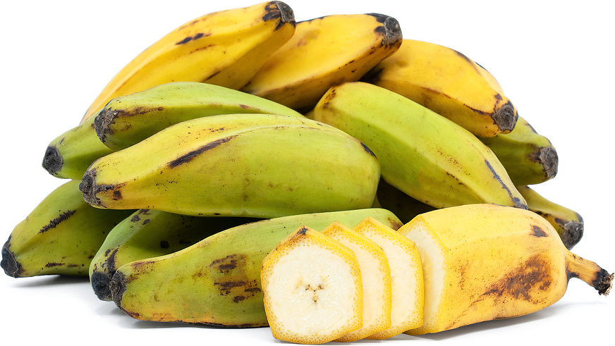 Burro Bananas — Melissas Produce