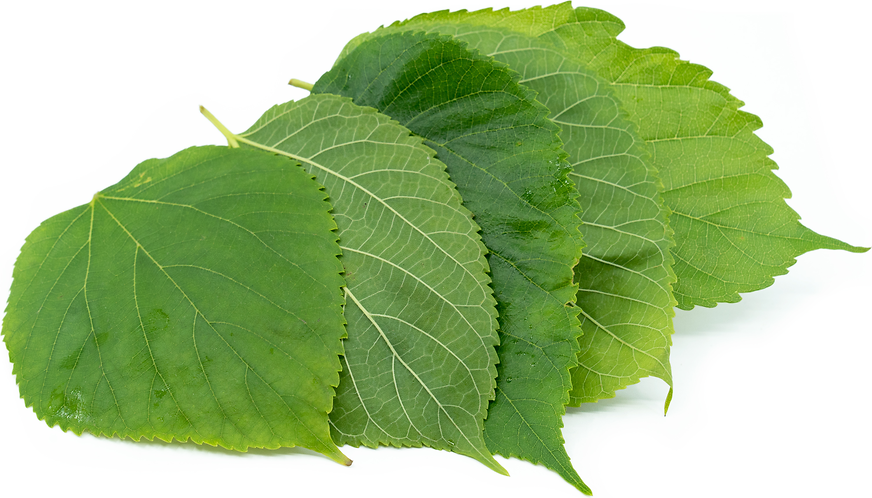 Mulberry Leaves Information and Facts