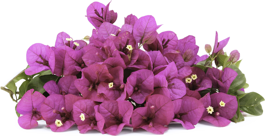 Bougainvillea Flowers Information and Facts