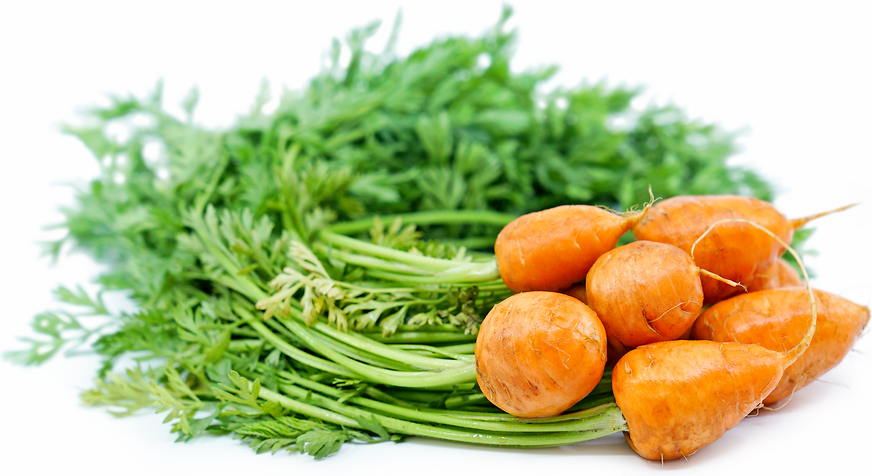 Round Carrots Information and Facts