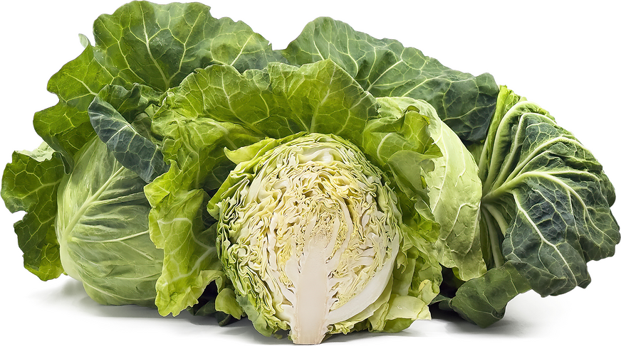 Kyabetsu Cabbage picture