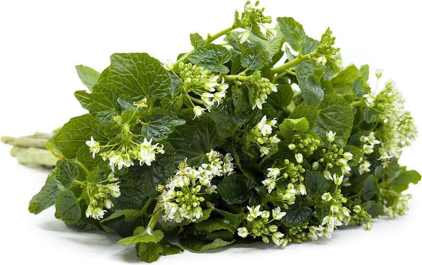 Hana Wasabi Root picture
