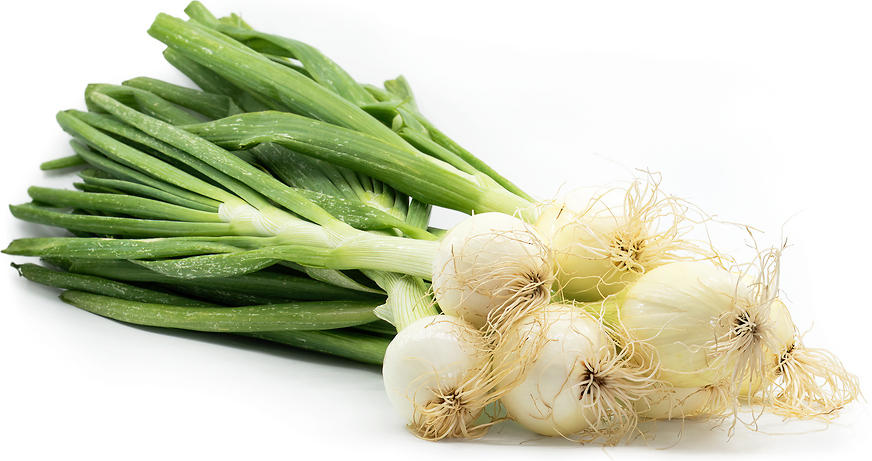 New York Early Onions picture
