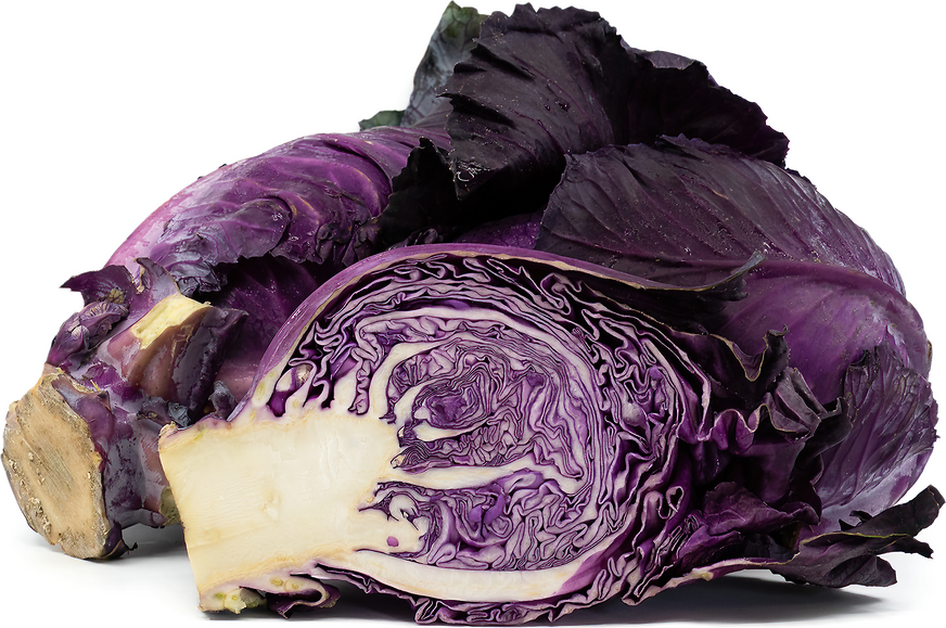 Kalibos Cabbage picture