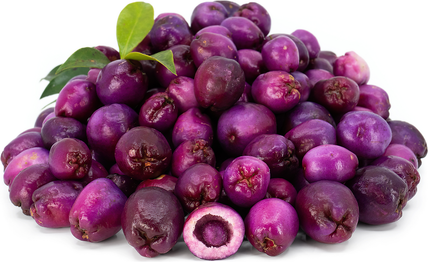 Eugeno Magenta Berries picture