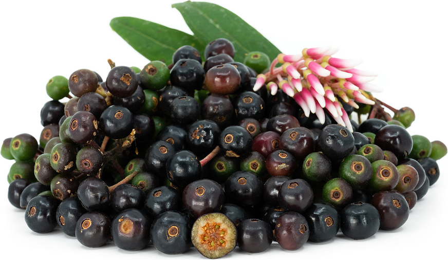 Wild Chaquilulo Grapes picture