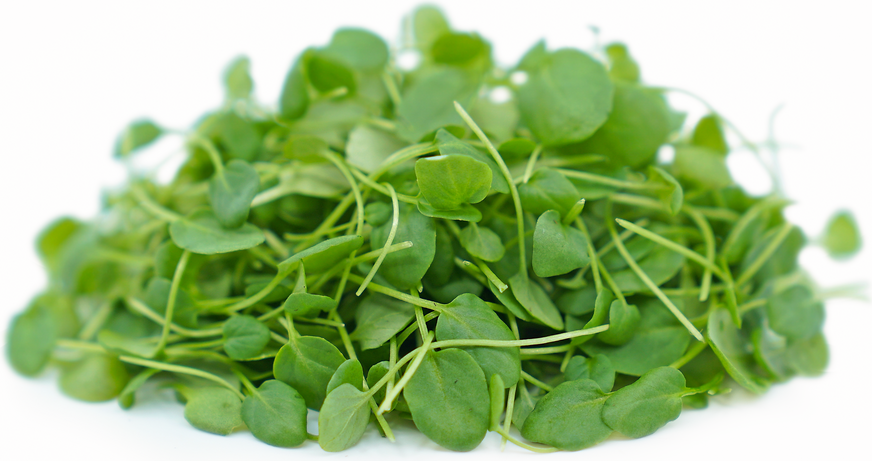 Creasy Greens (Upland Cress, Winter Cress)